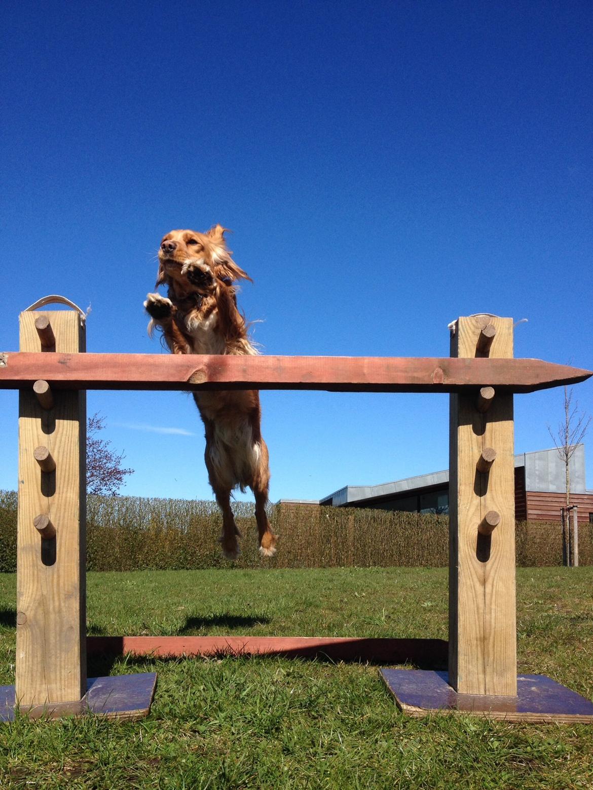 Blanding af racer Molly billede 23