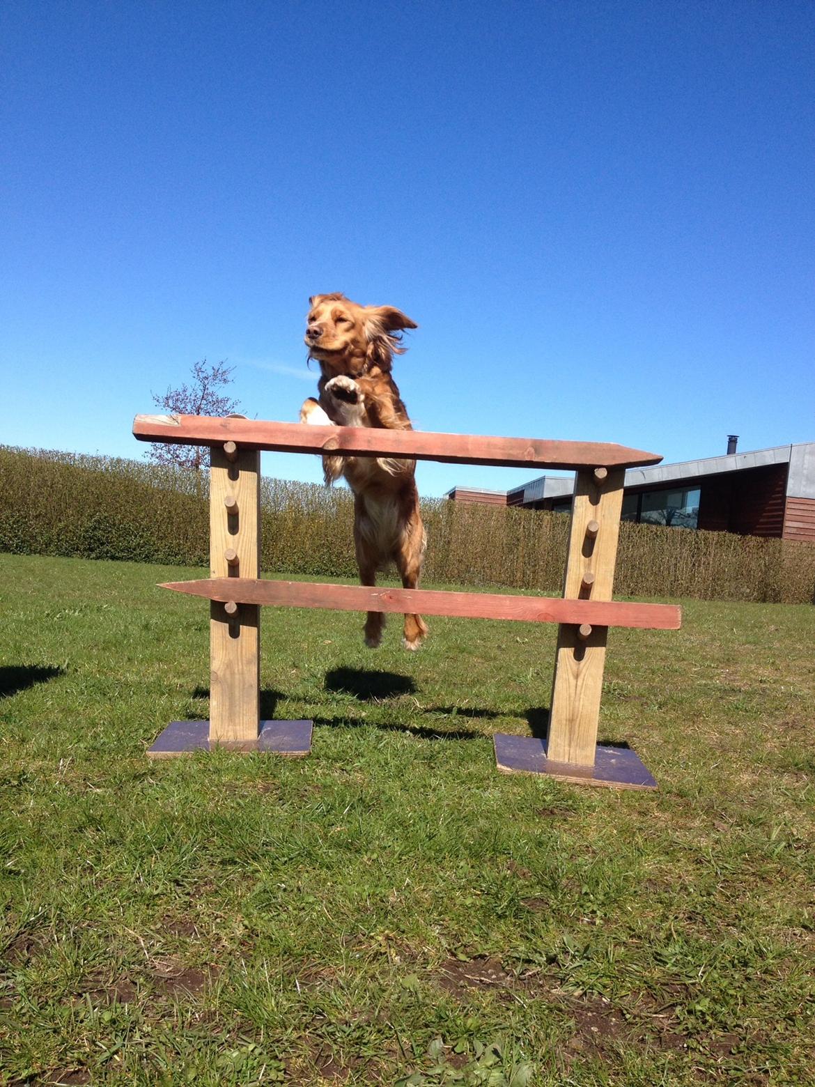 Blanding af racer Molly billede 24