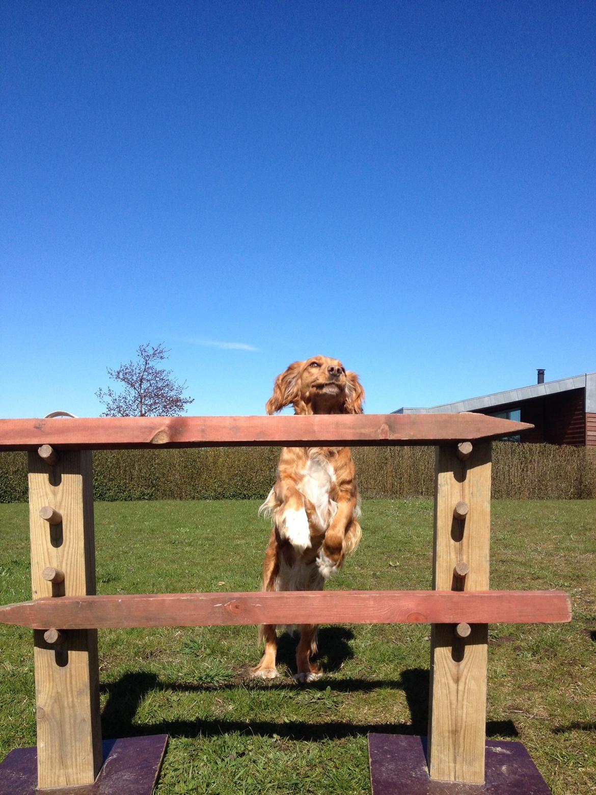 Blanding af racer Molly billede 25