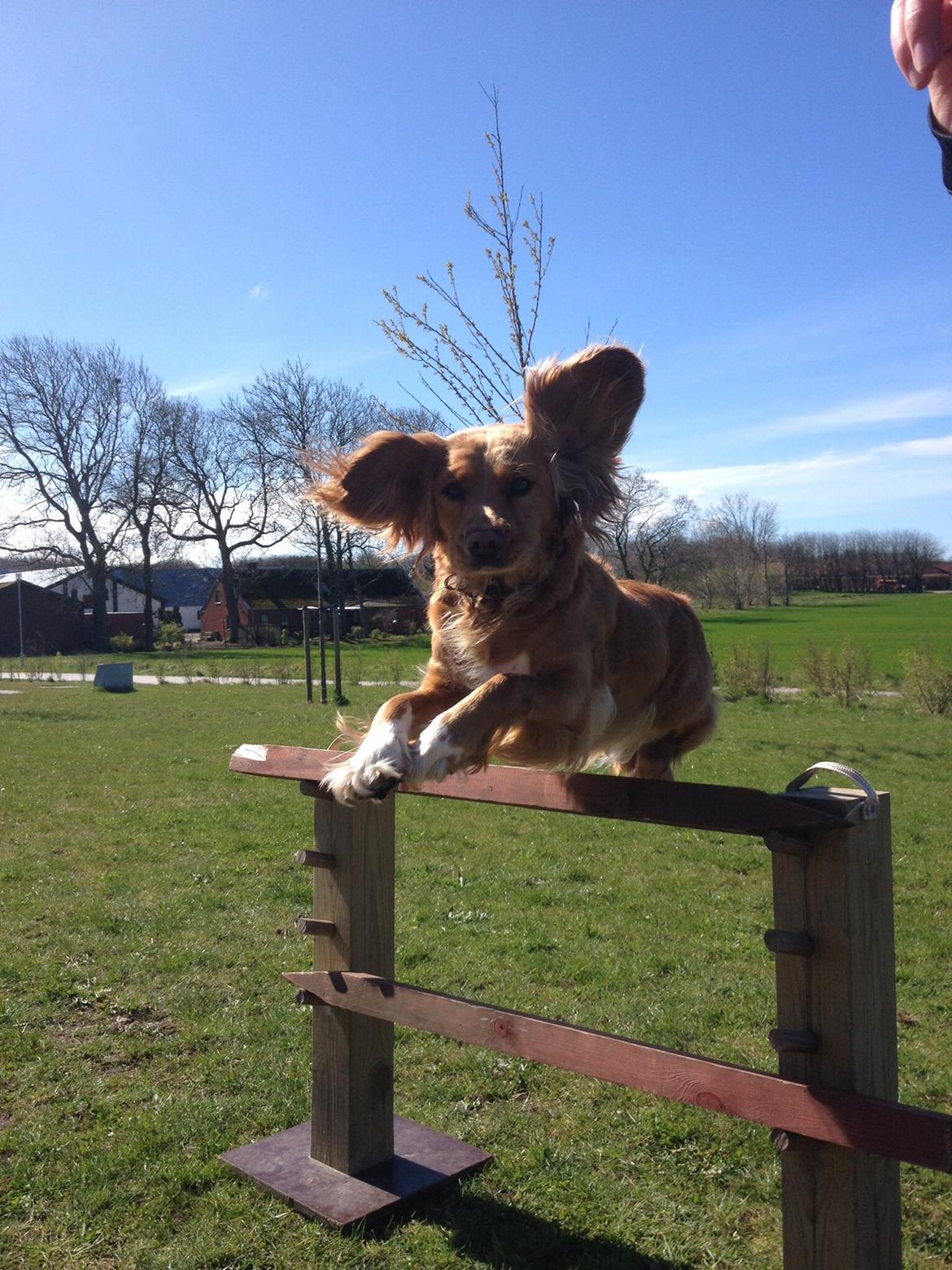 Blanding af racer Molly billede 26