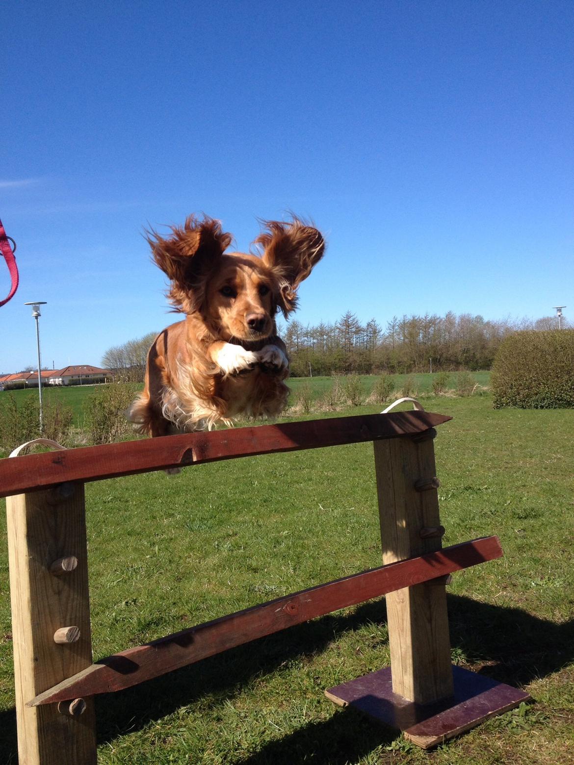 Blanding af racer Molly billede 27