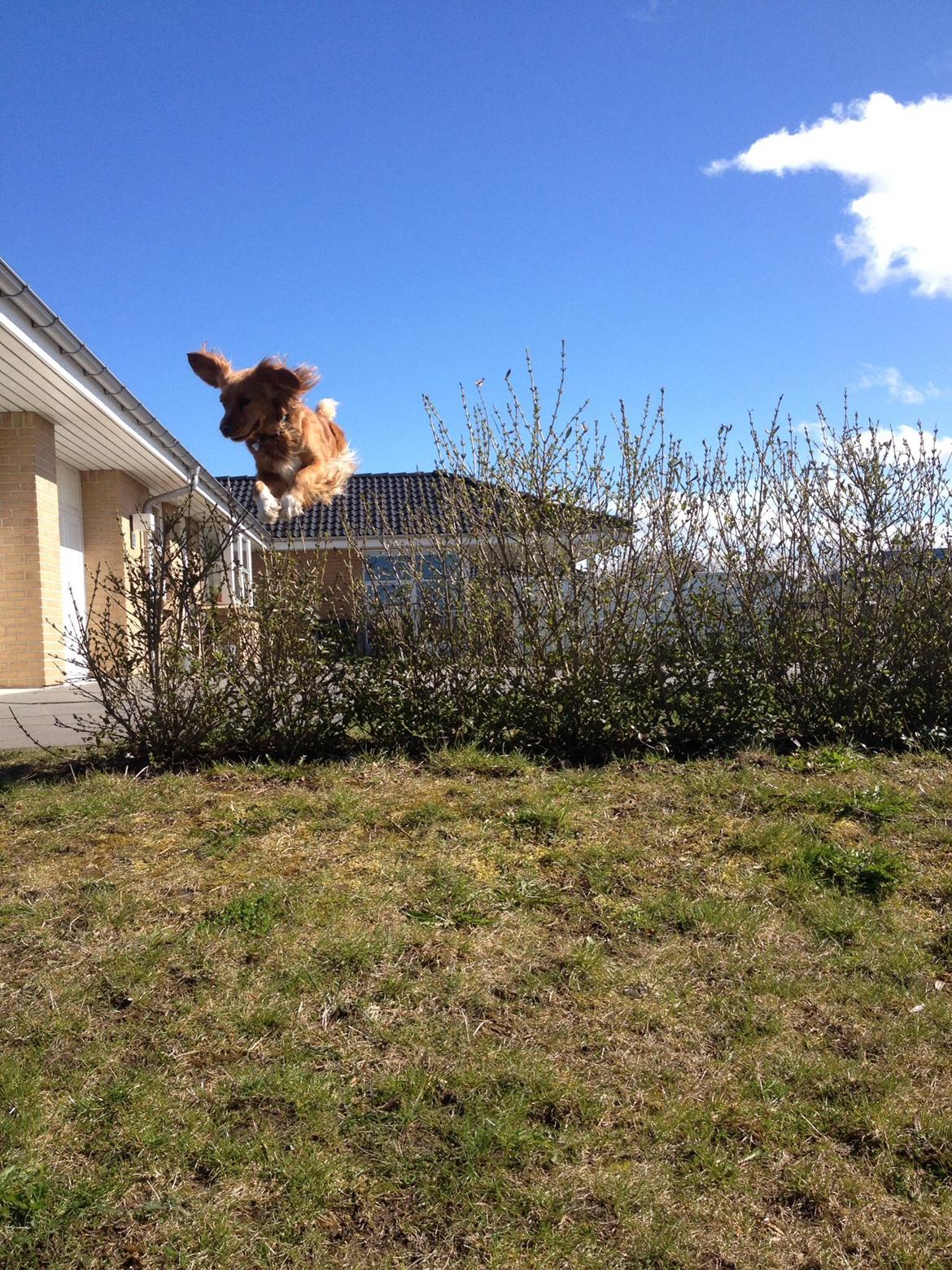 Blanding af racer Molly billede 28