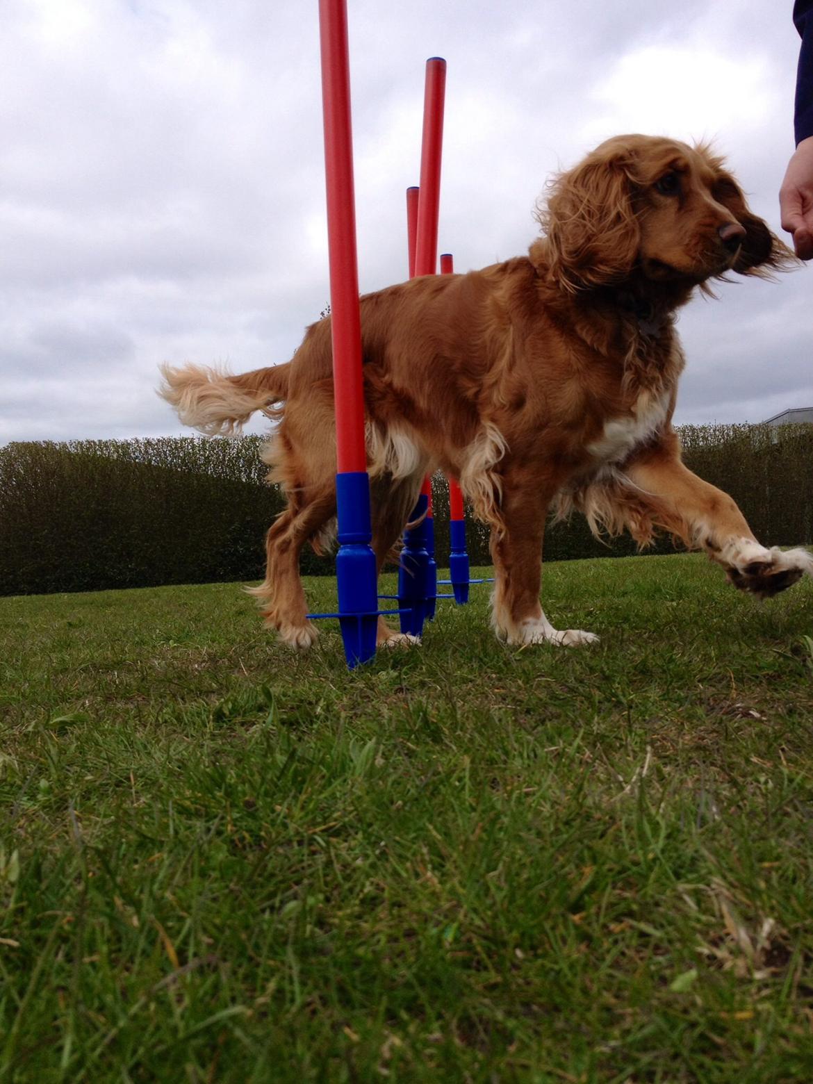 Blanding af racer Molly billede 29