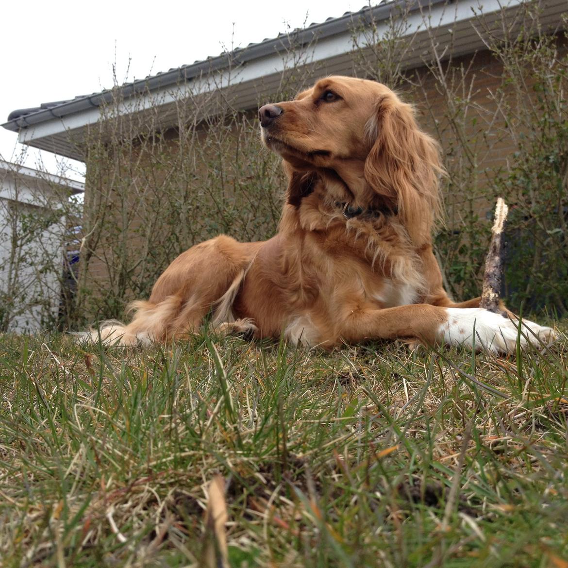 Blanding af racer Molly billede 30