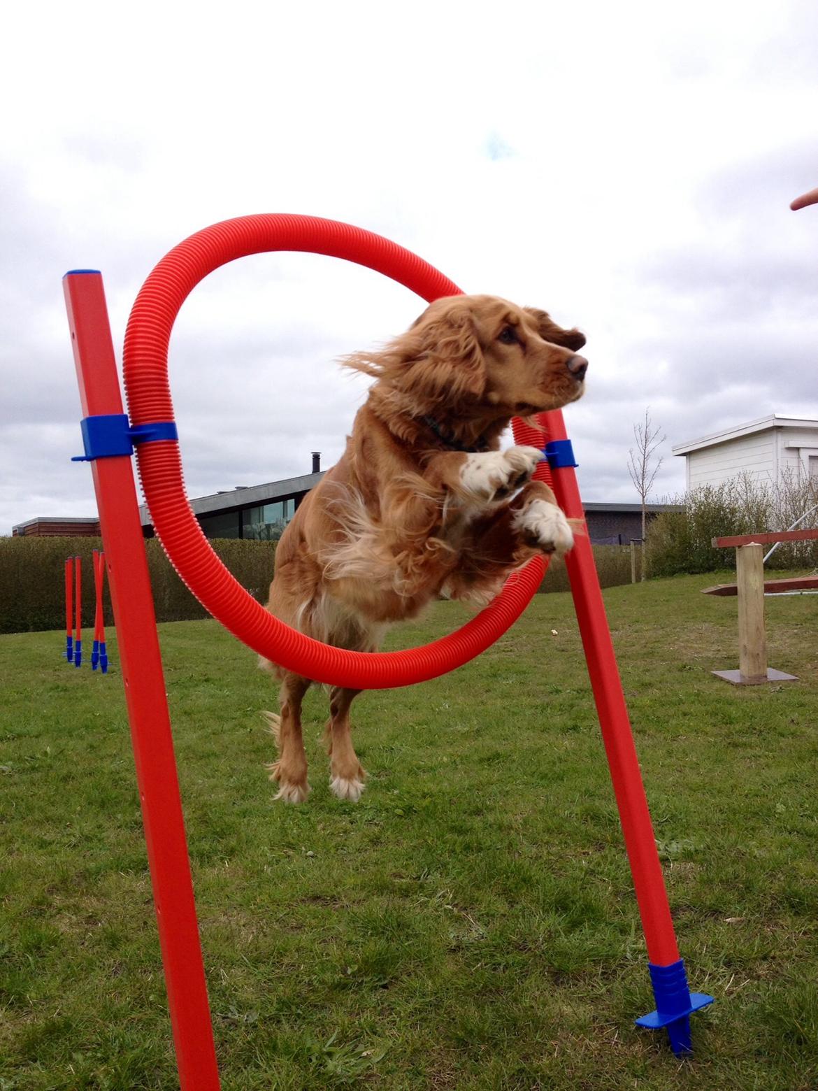 Blanding af racer Molly billede 31