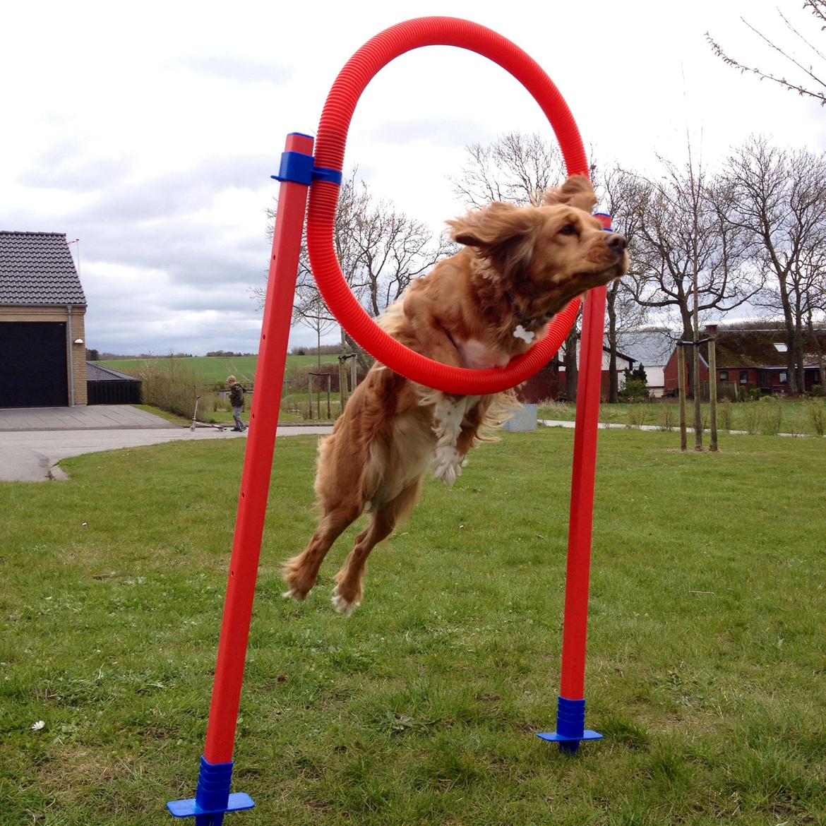 Blanding af racer Molly billede 32