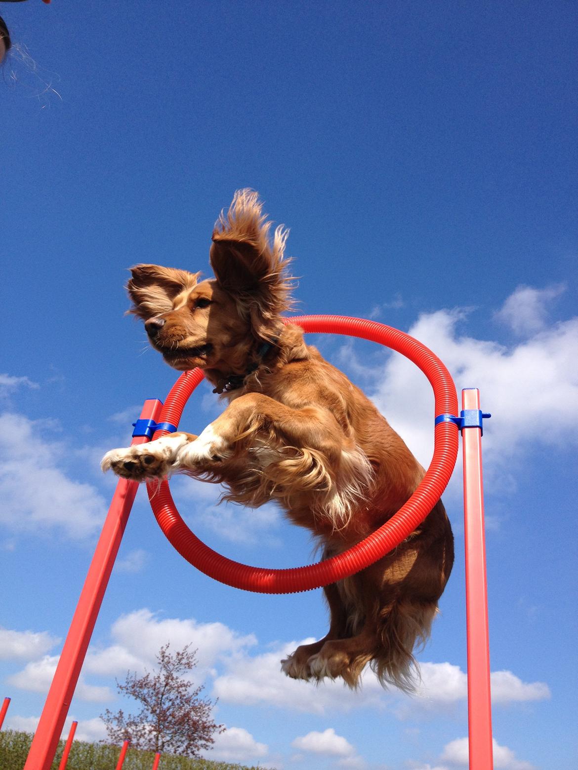 Blanding af racer Molly billede 33