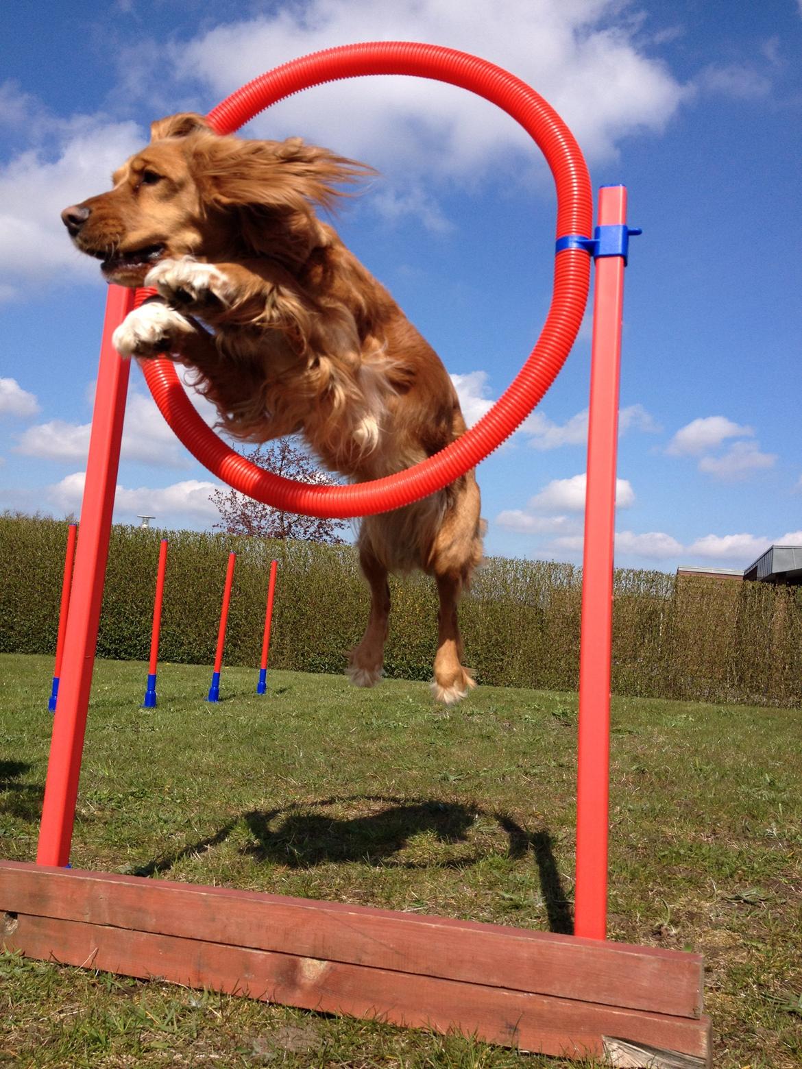 Blanding af racer Molly billede 34