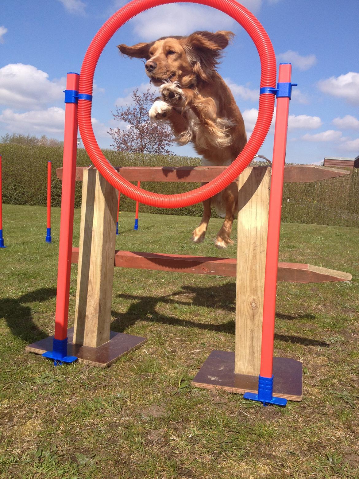 Blanding af racer Molly billede 35