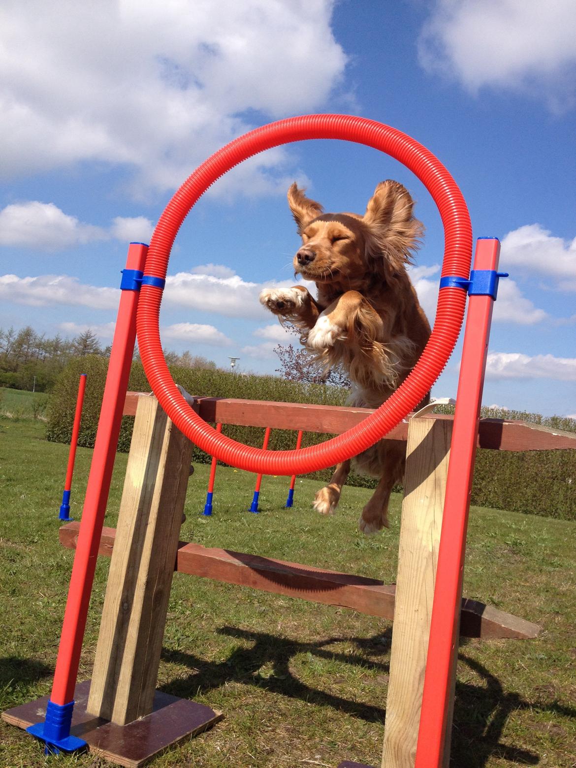 Blanding af racer Molly billede 36