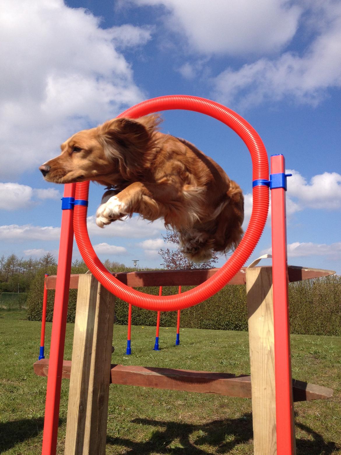 Blanding af racer Molly billede 37