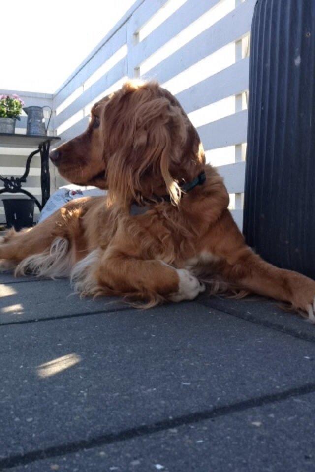 Blanding af racer Molly billede 38