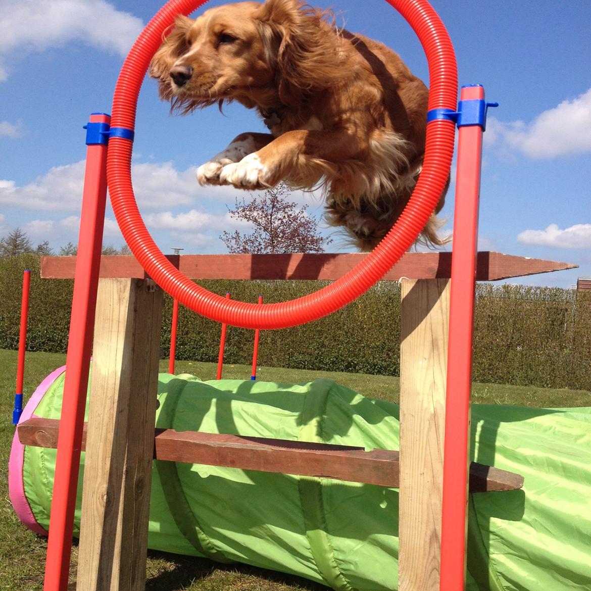 Blanding af racer Molly billede 39