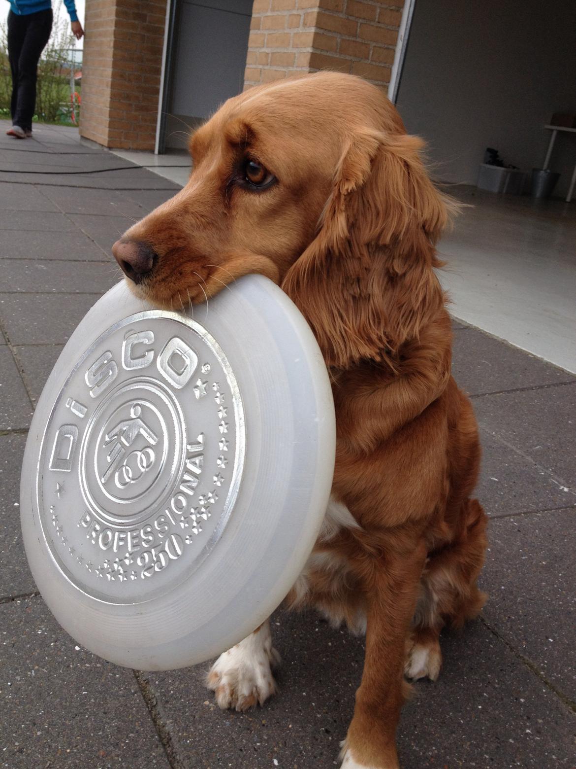 Blanding af racer Molly billede 40