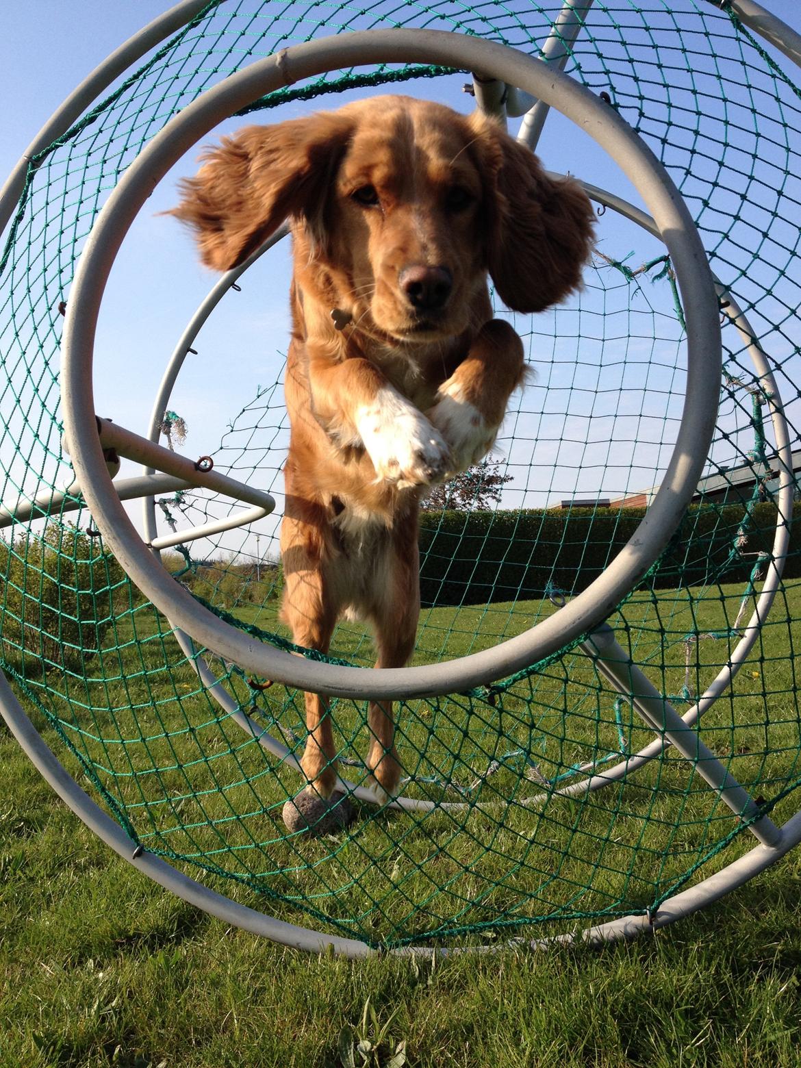 Blanding af racer Molly billede 41