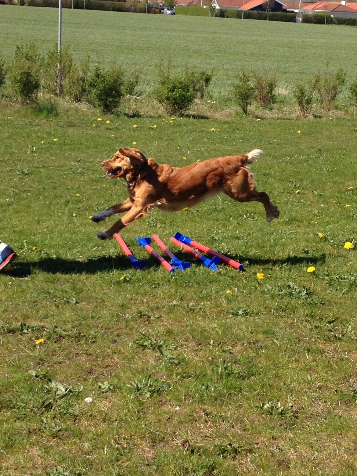 Blanding af racer Molly billede 42