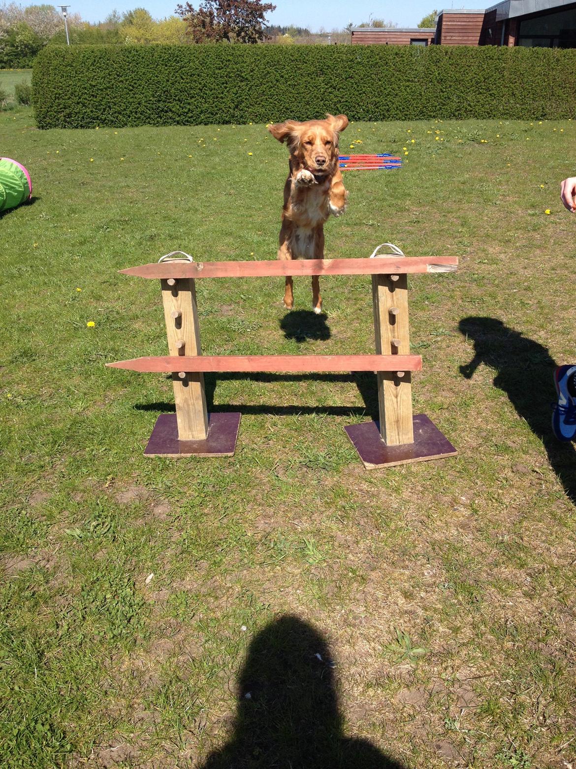 Blanding af racer Molly billede 43