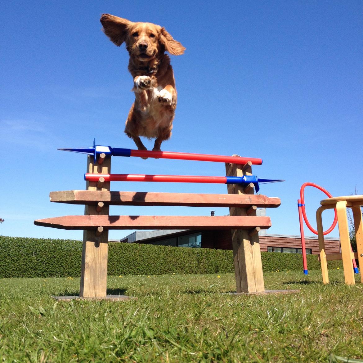 Blanding af racer Molly billede 44