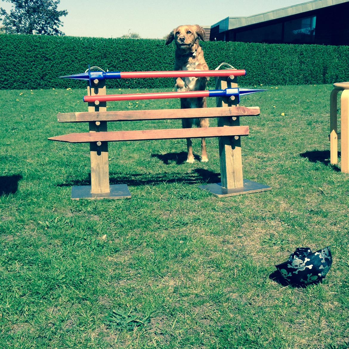 Blanding af racer Molly billede 45