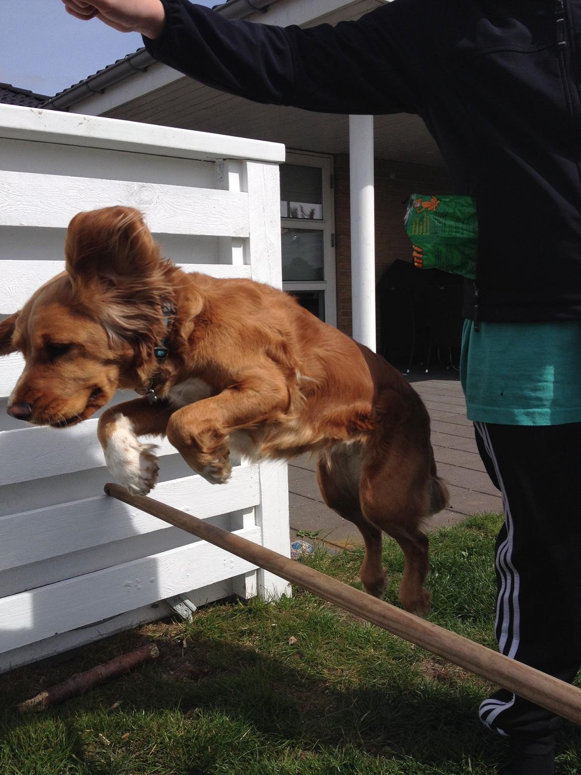 Blanding af racer Molly billede 46