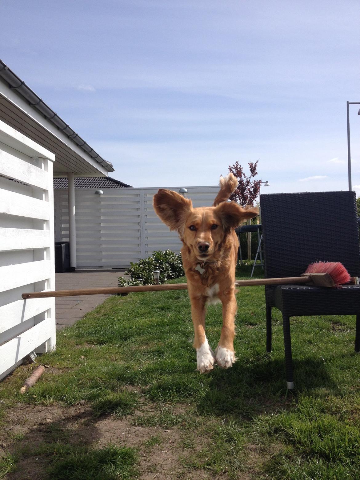 Blanding af racer Molly billede 47