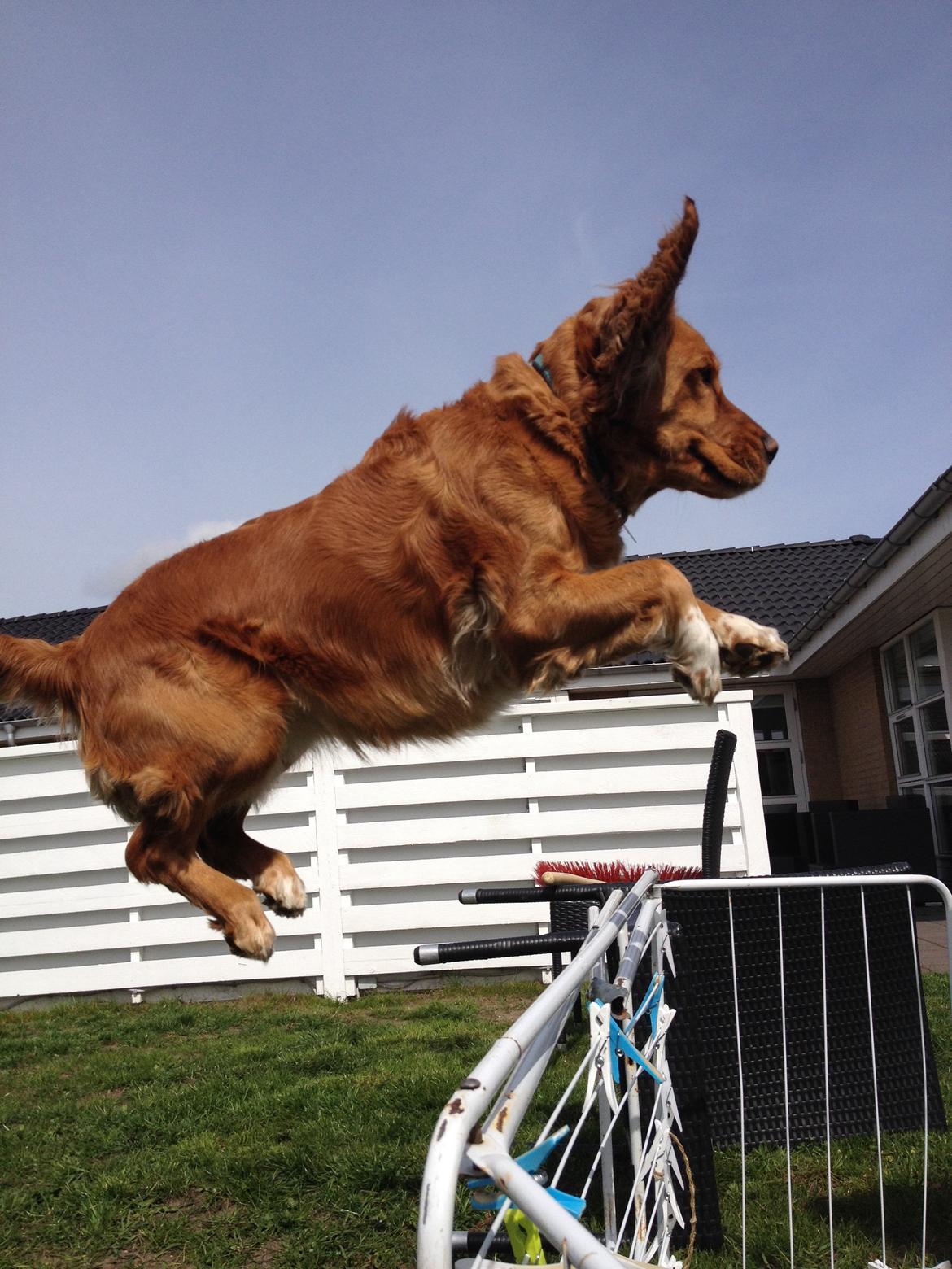 Blanding af racer Molly billede 48