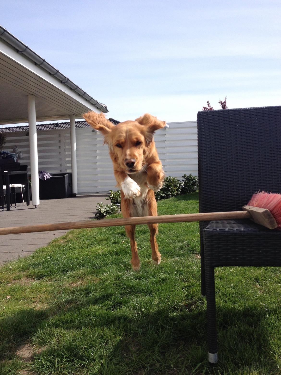 Blanding af racer Molly billede 49