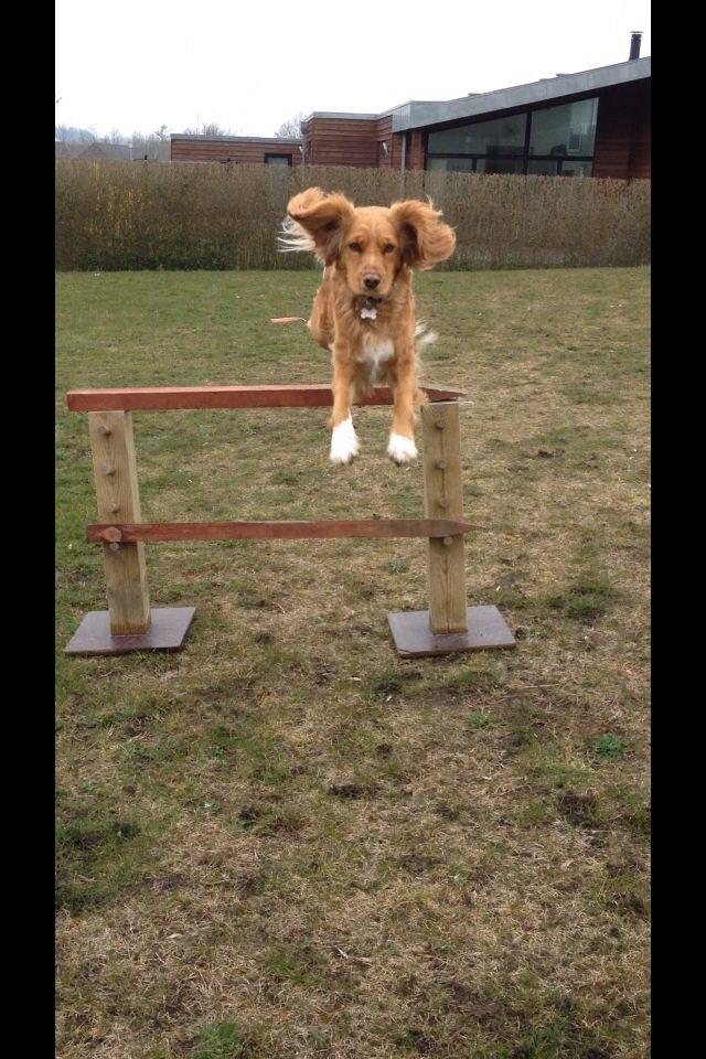 Blanding af racer Molly billede 50