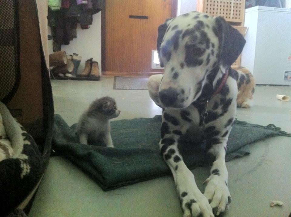 Dalmatiner Sir Toby billede 15