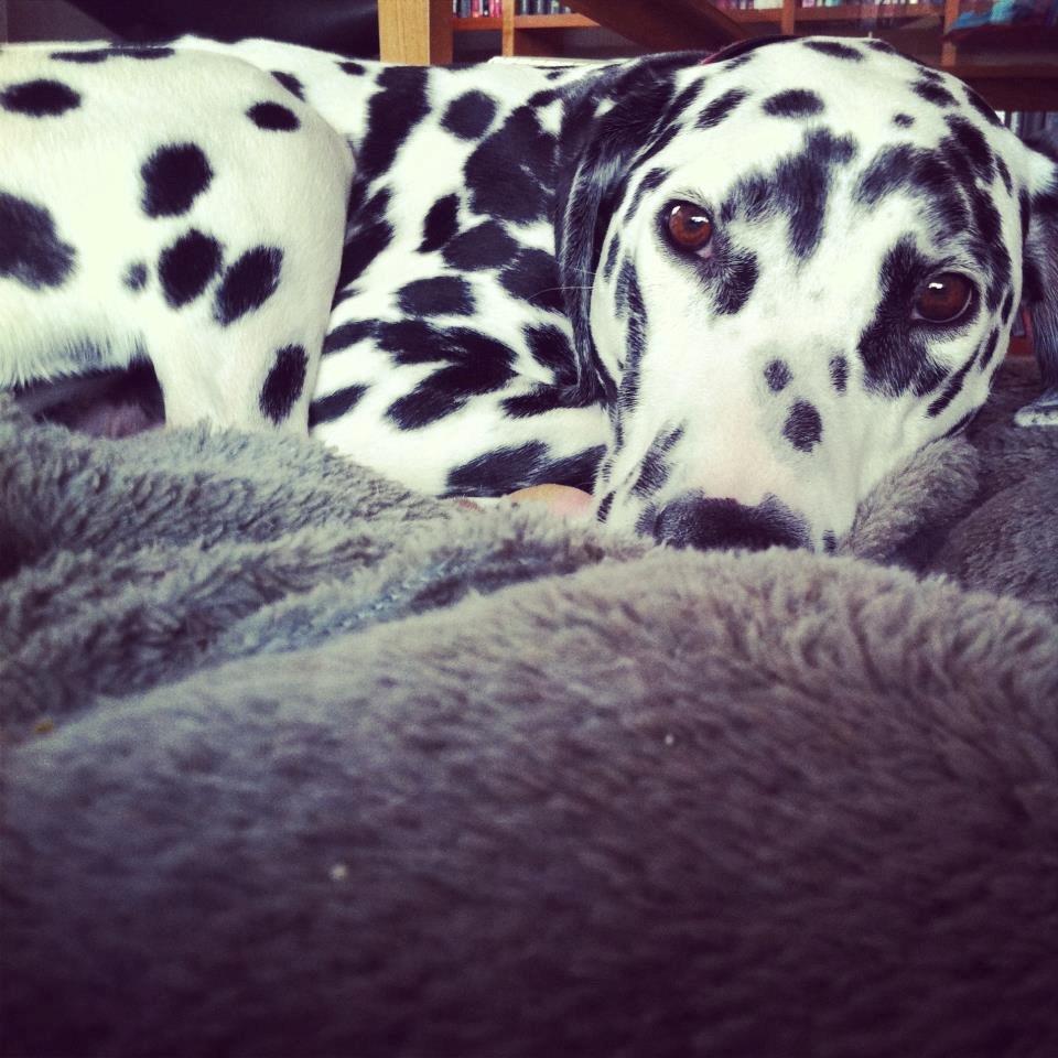 Dalmatiner Sir Toby billede 9