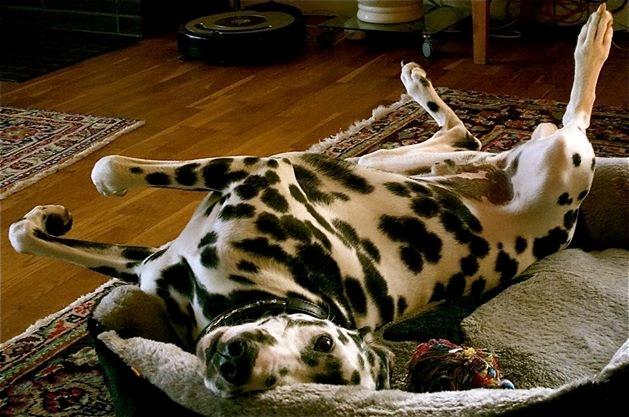 Dalmatiner Sir Toby billede 10