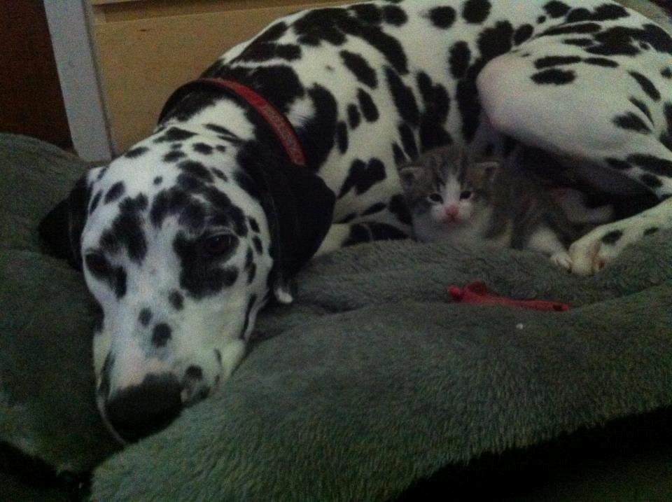 Dalmatiner Sir Toby billede 11