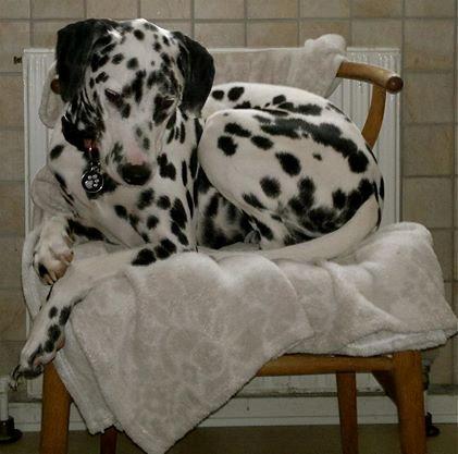Dalmatiner Sir Toby billede 12