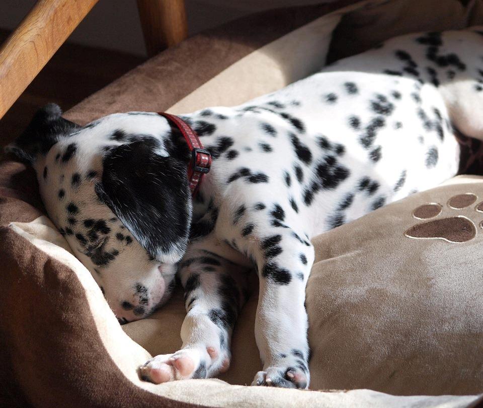 Dalmatiner Sir Toby billede 7