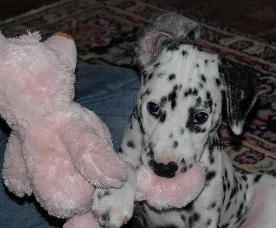 Dalmatiner Sir Toby billede 8