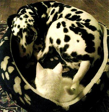 Dalmatiner Sir Toby billede 14