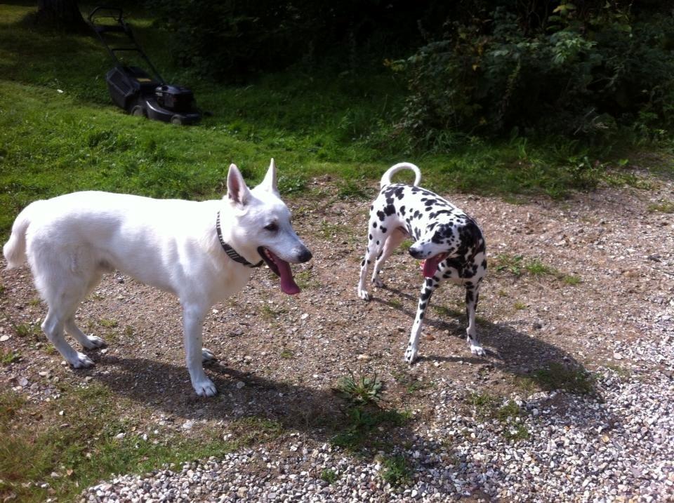 Dalmatiner Sir Toby billede 16