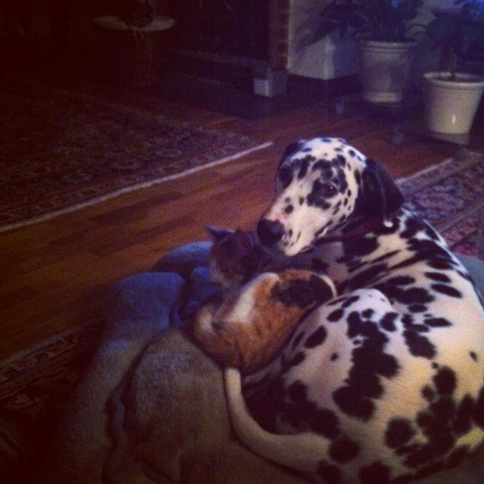 Dalmatiner Sir Toby billede 13