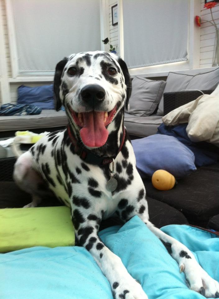 Dalmatiner Sir Toby billede 17