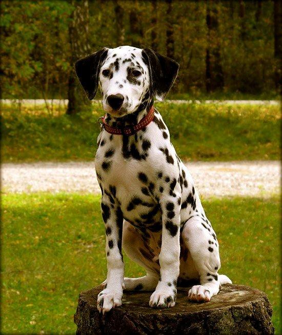 Dalmatiner Sir Toby billede 6