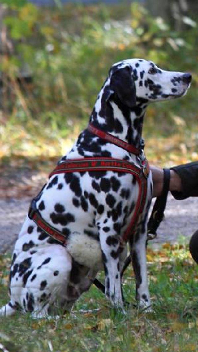 Dalmatiner Sir Toby billede 18