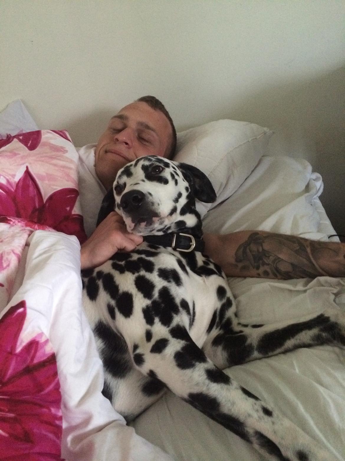 Dalmatiner Sir Toby billede 20