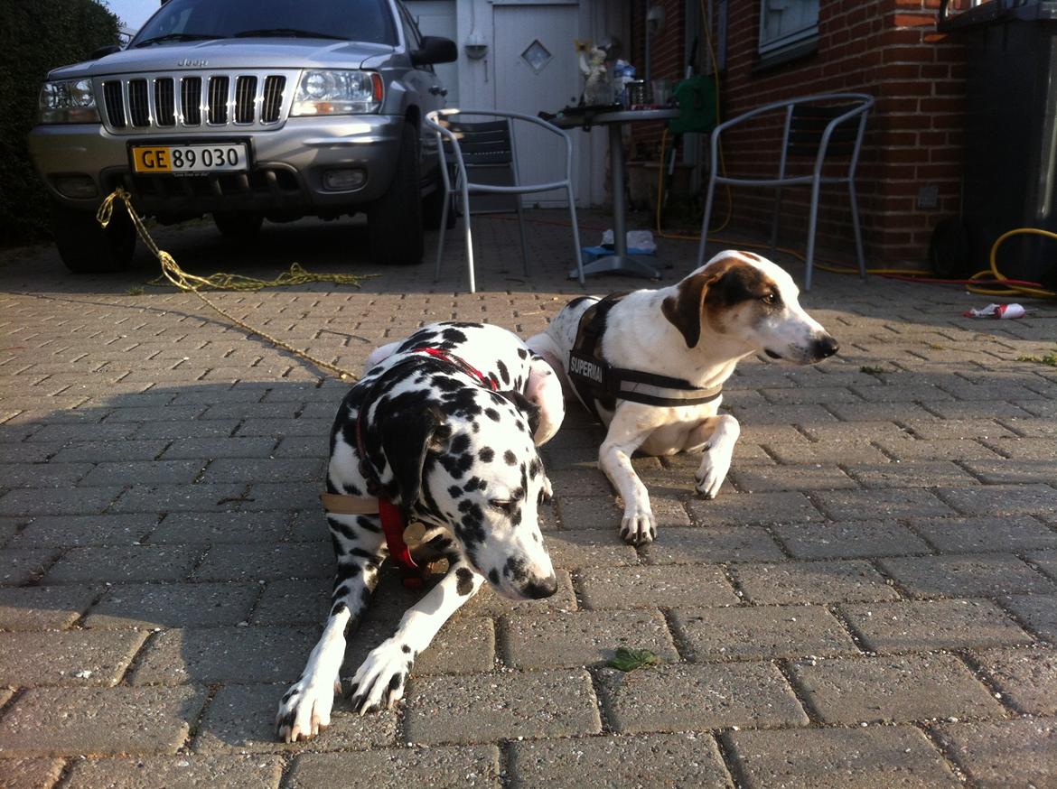 Dalmatiner Sir Toby billede 19