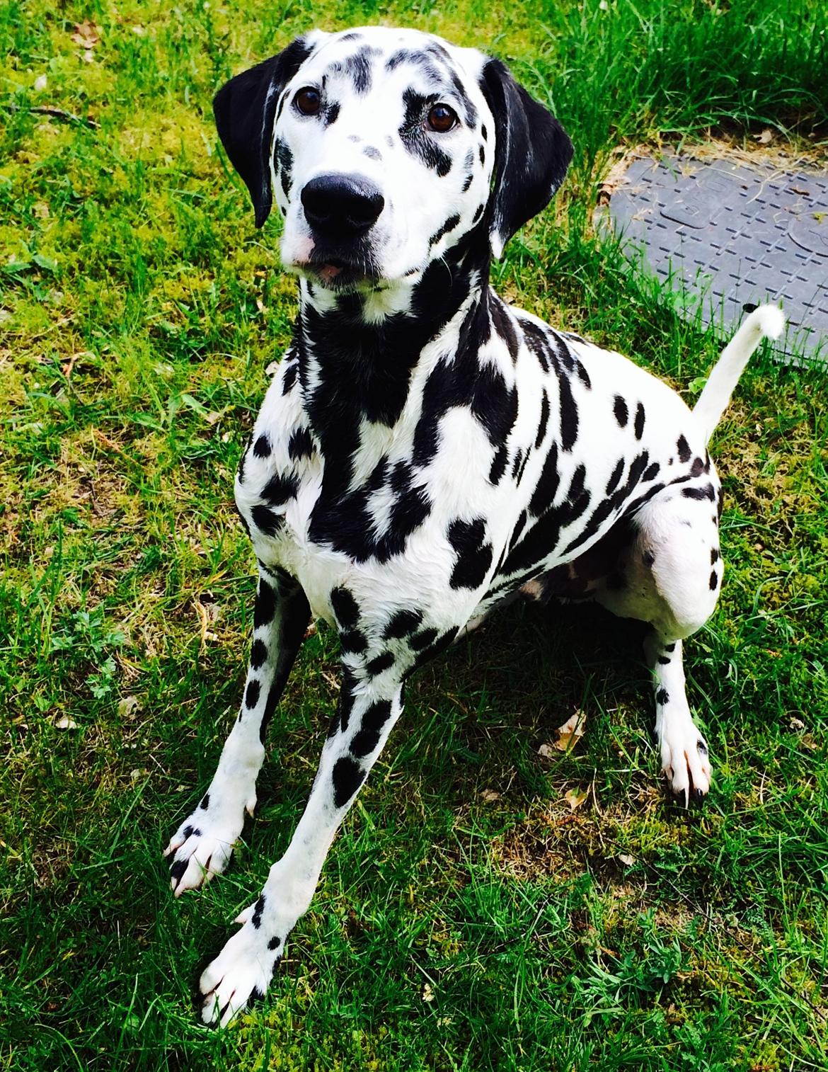 Dalmatiner Sir Toby billede 1