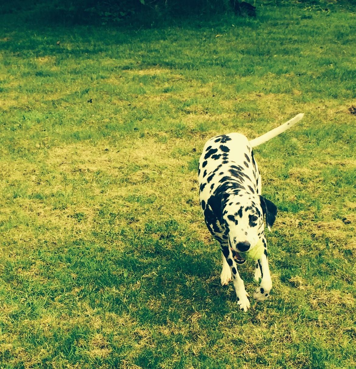 Dalmatiner Sir Toby billede 2