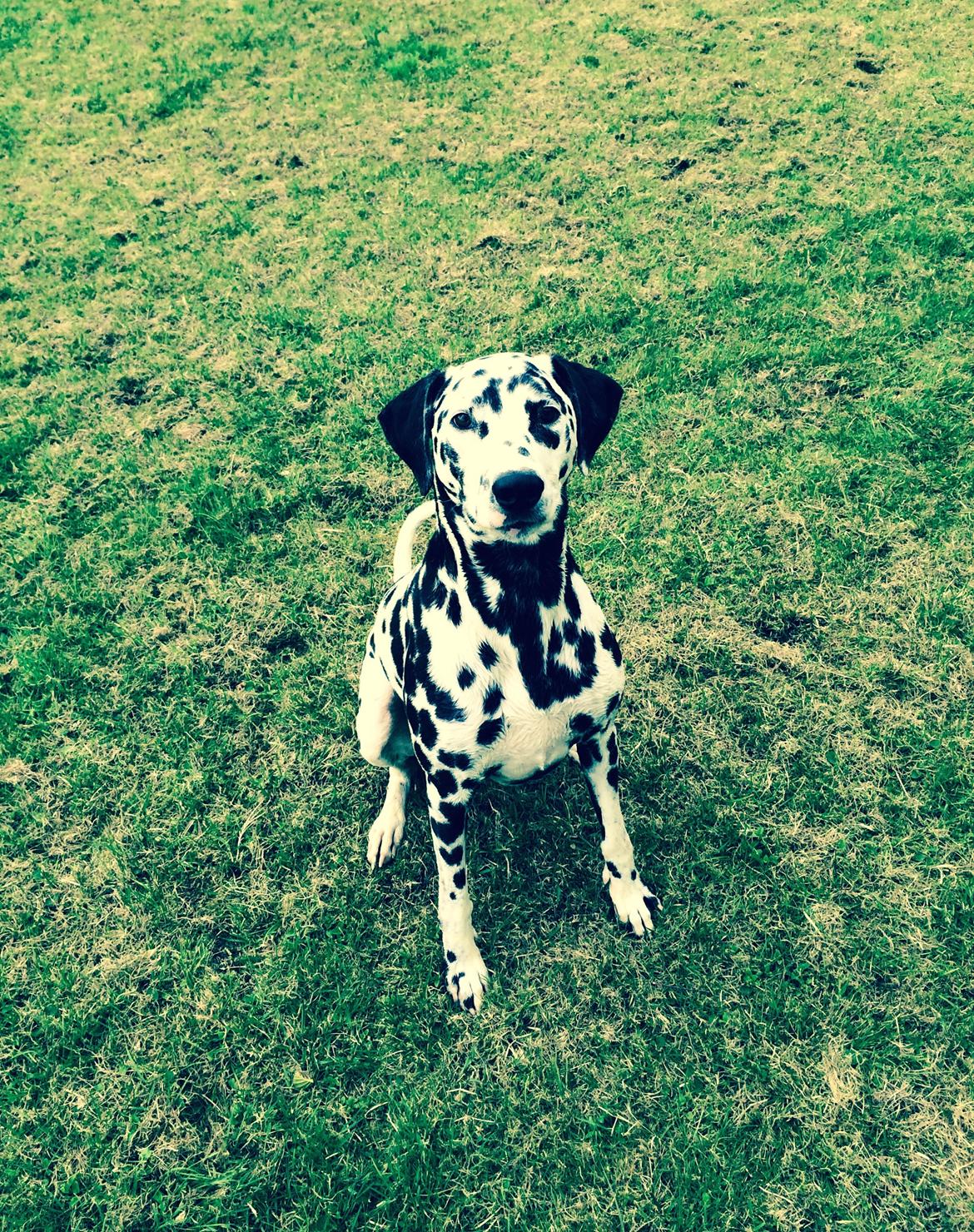 Dalmatiner Sir Toby billede 5