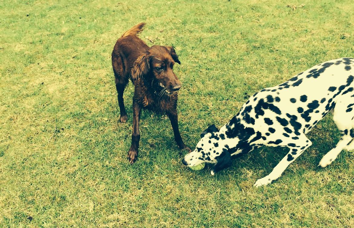 Dalmatiner Sir Toby billede 4