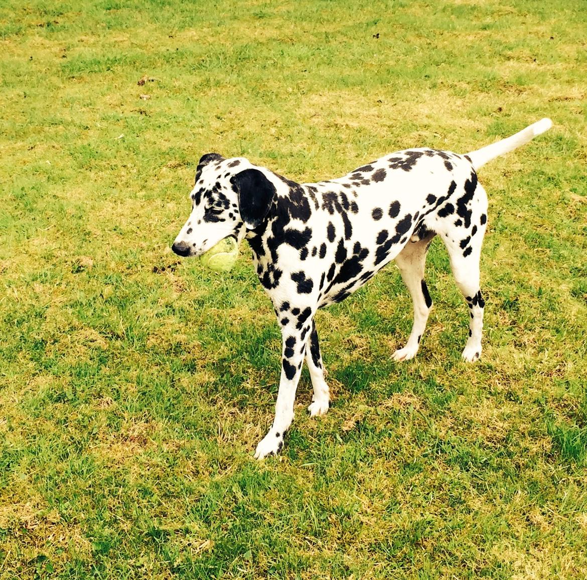 Dalmatiner Sir Toby billede 3