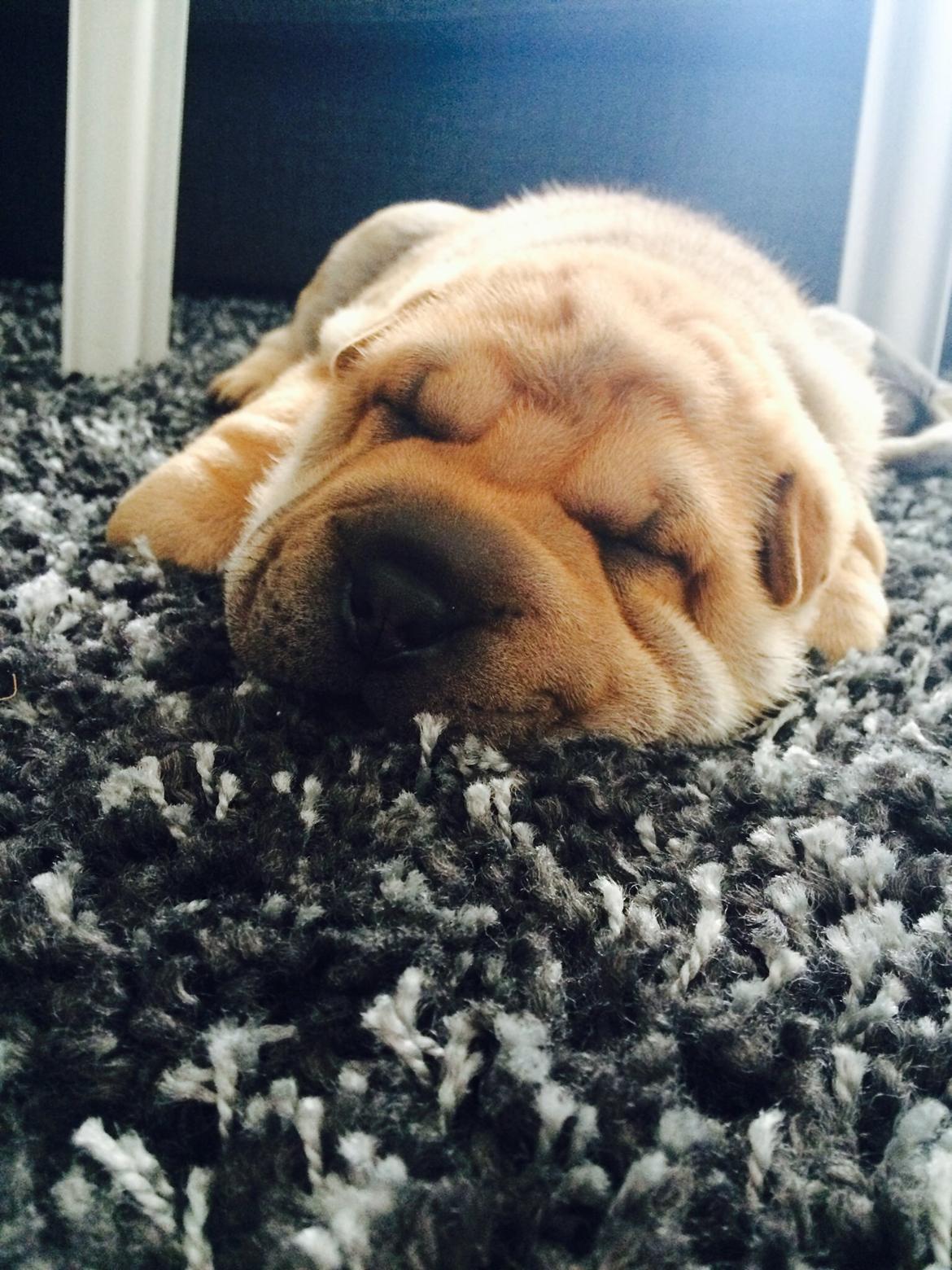 Shar pei Berta billede 1
