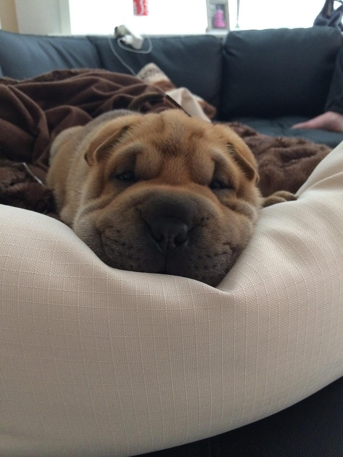 Shar pei Berta billede 2